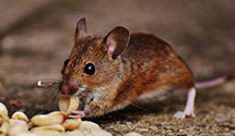 24 Hour & Emergency Exterminators in Posen, IL